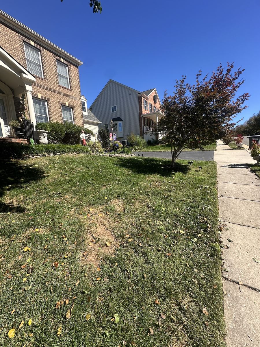 Front lawn after brush removal, lawn and sidewalk clean — Potomac Station, Leesburg VA
