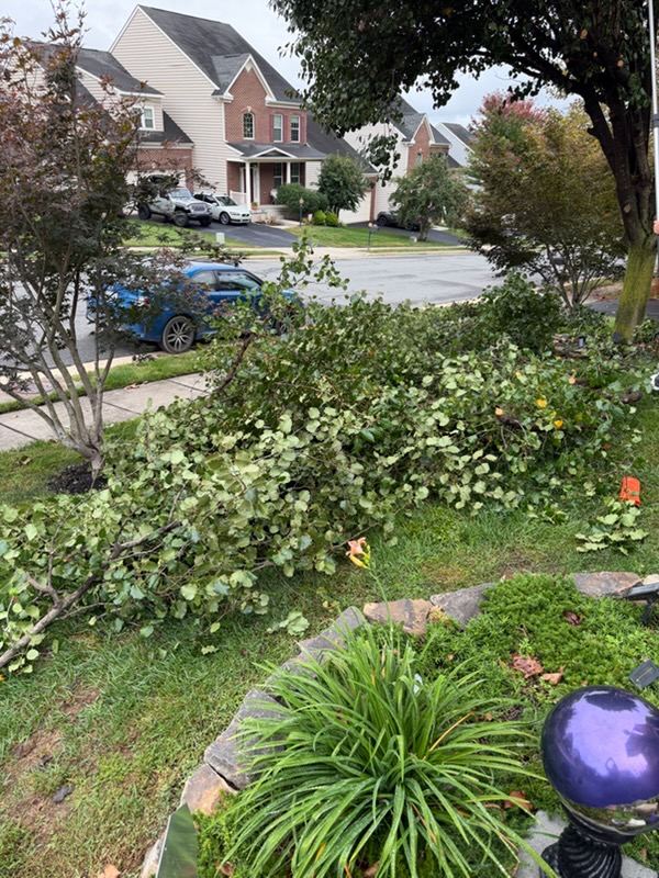 Trimmed tree branches piled on a Potomac Station front lawn — Leesburg VA